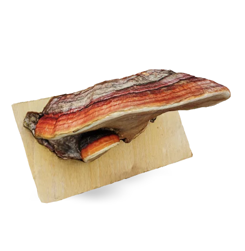 Logo für Website: Rotrandiger Baumschwamm 